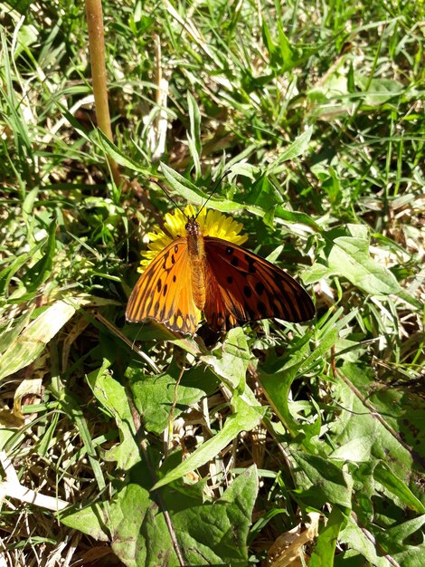 Foto farfalla sulla pianta