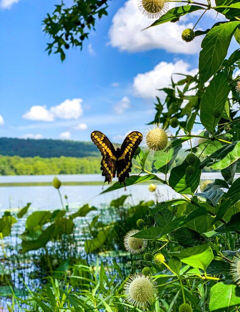 Foto farfalla sulla pianta