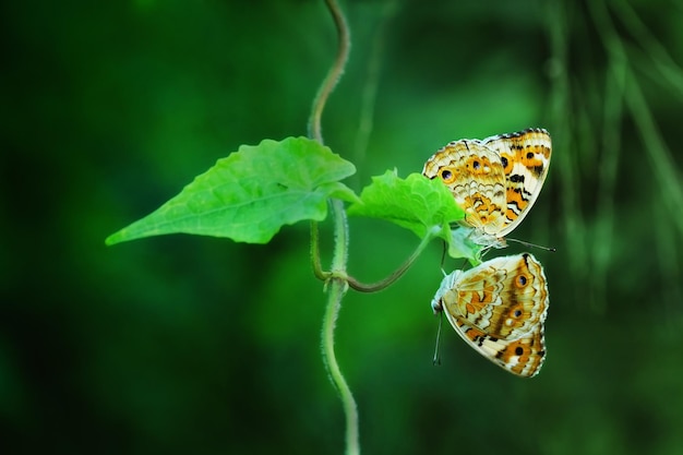 Photo butterfly on plant