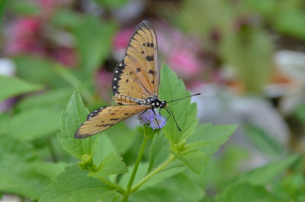 Foto farfalla sulla pianta