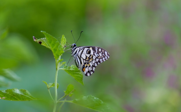 Butterfly on the Plant