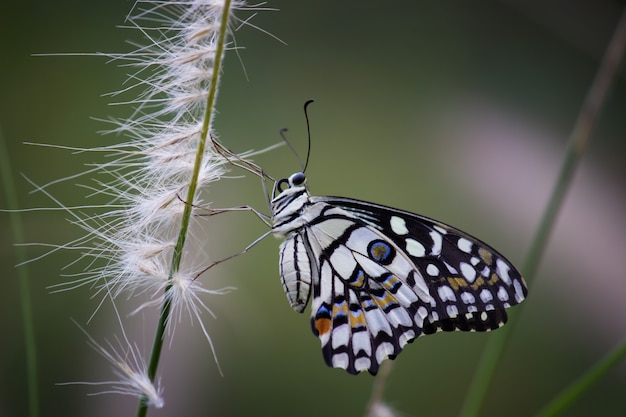 Butterfly on the  plant