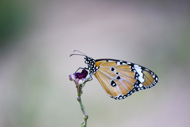 Butterfly On The Plant