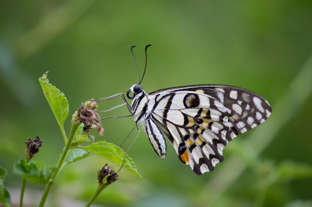 Butterfly On The Plant