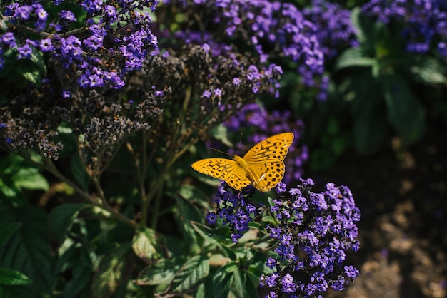 Butterfly pollinates heliotrope flowers in summer in the garden