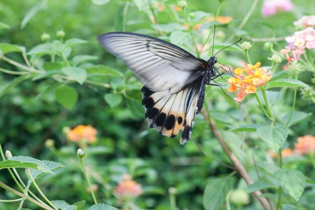 Butterfly pollinating on flower