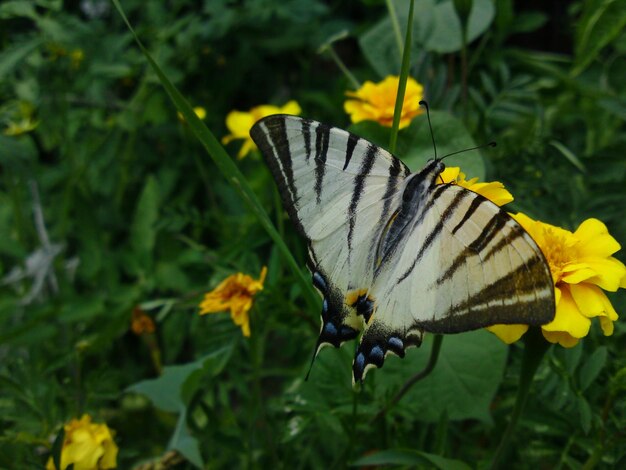 Butterfly pollinating flower