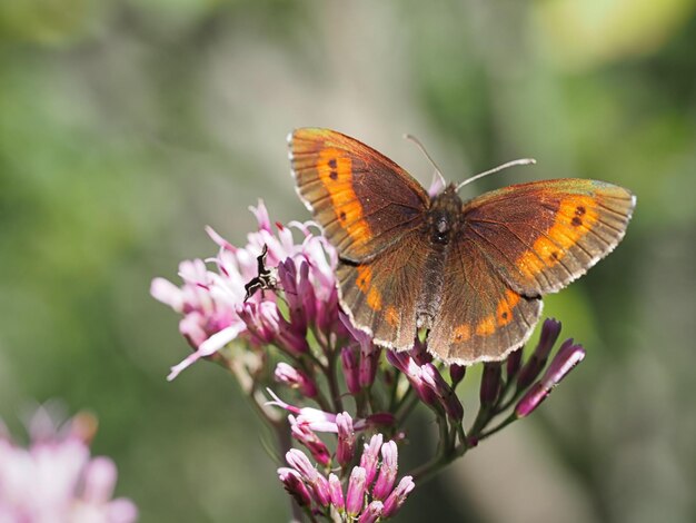 Foto farfalla che impollina un fiore