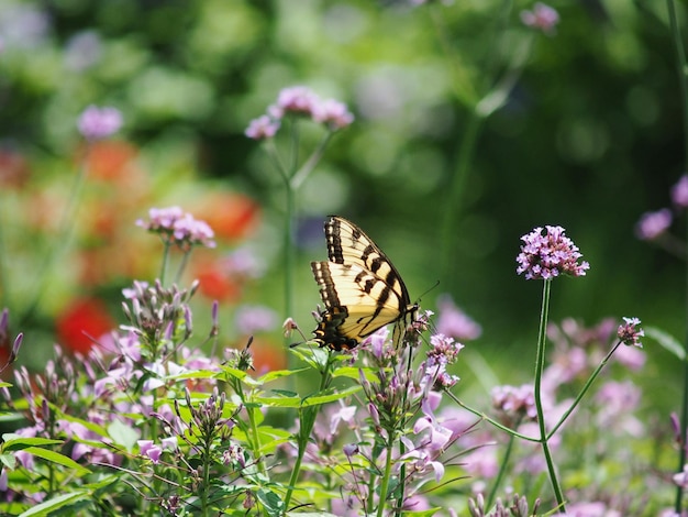 Foto farfalla che impollina un fiore