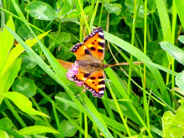 Butterfly pollinating flower