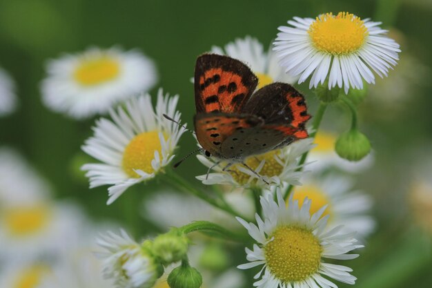 Butterfly pollinating on flower