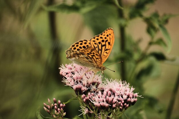 Foto farfalla che impollina un fiore