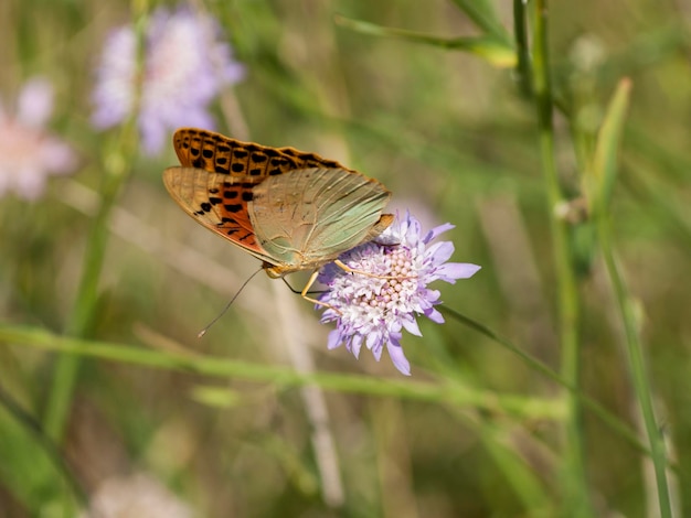 Butterfly pollinating on flower