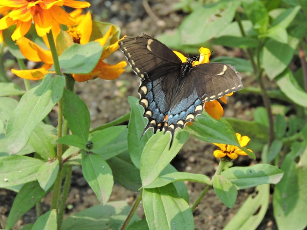 Butterfly pollinating on flower