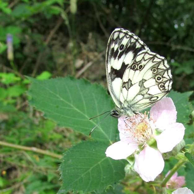 Фото Опыливающий цветок бабочки