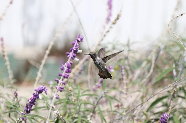 Butterfly pollinating on purple flower