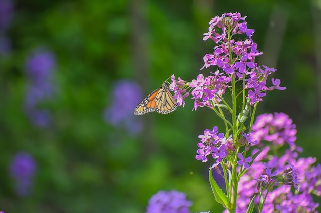 Butterfly pollinating on purple flower