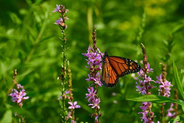 Butterfly pollinating on purple flower