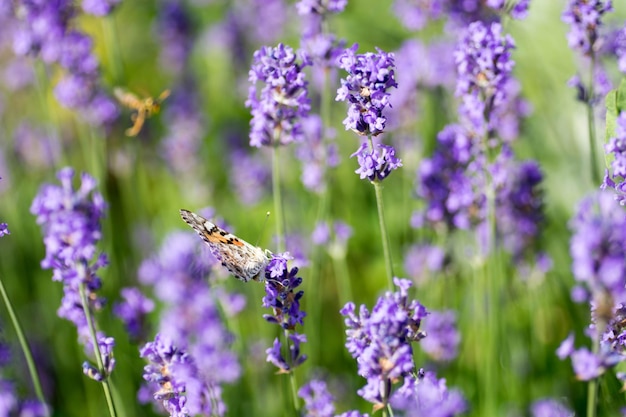 Butterfly pollinating on purple flowering plant