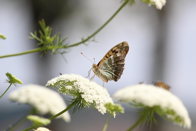 Farfalla in posa su un fiore.