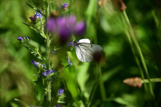 Photo butterfly on purple flower