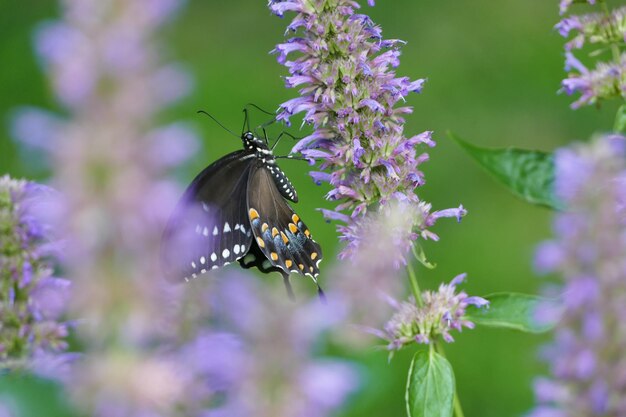 Butterfly on purple flower