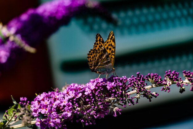 Photo butterfly on purple flower