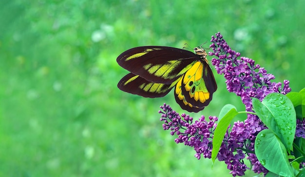 Butterfly on a purple flower