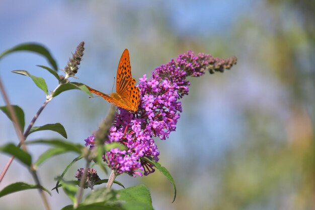 A butterfly on a purple flower