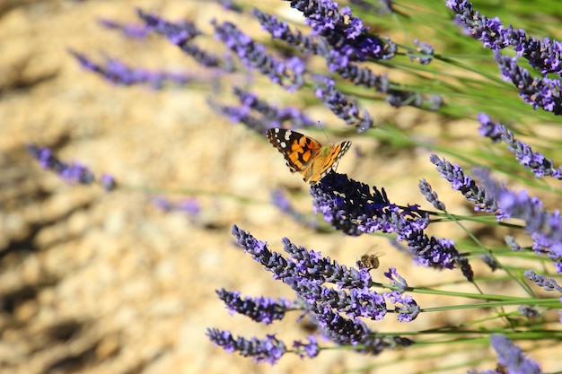 Butterfly on purple flowers