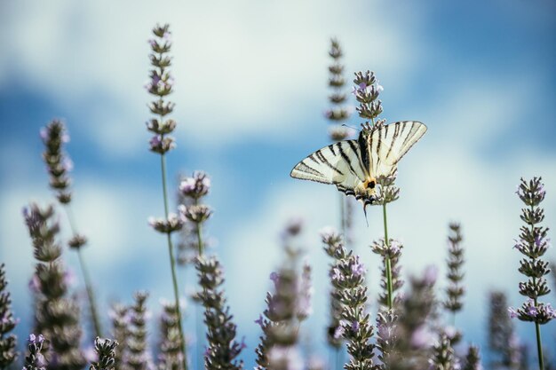 Бабочка на фиолетовой лаванде расцветает на открытке Франции