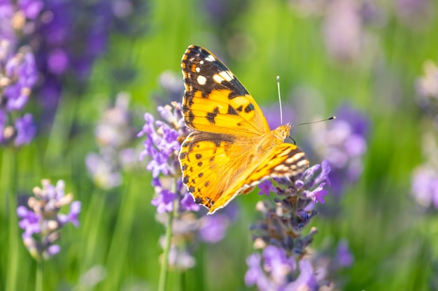 Farfalla sui fiori di lavanda viola, primo piano del campo di lavanda.