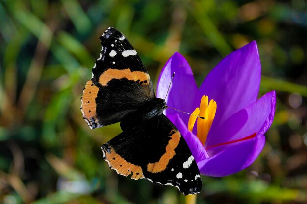 Photo butterfly red admiral a red admiral butterfly pollinates an srocus flower copy space for text