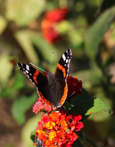 蝶の赤い提督黒い翼と白い斑点受粉赤と黄色の花ぼかし自然背景垂直ポートレート