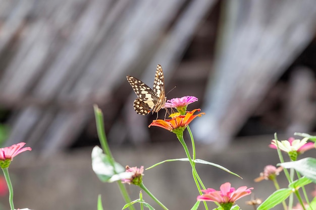 Butterfly on red flower in the garden with nature background