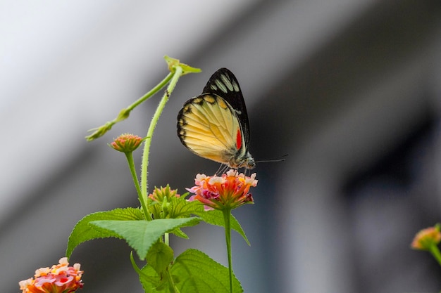 Butterfly on red flower in the garden with nature background