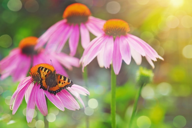 Butterfly on a red flower in sunset light.