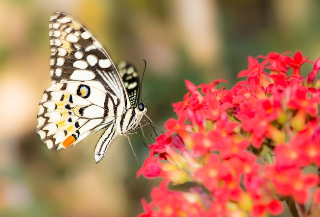 Photo butterfly on red flower.