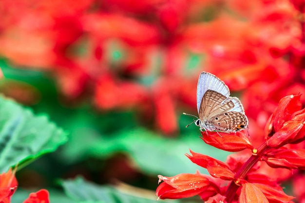 Foto farfalla su un fiore rosso