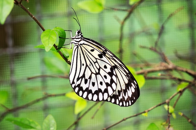 Butterfly rest in the Leaf