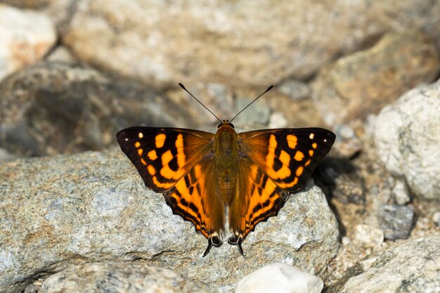 Foto farfalla sulla roccia