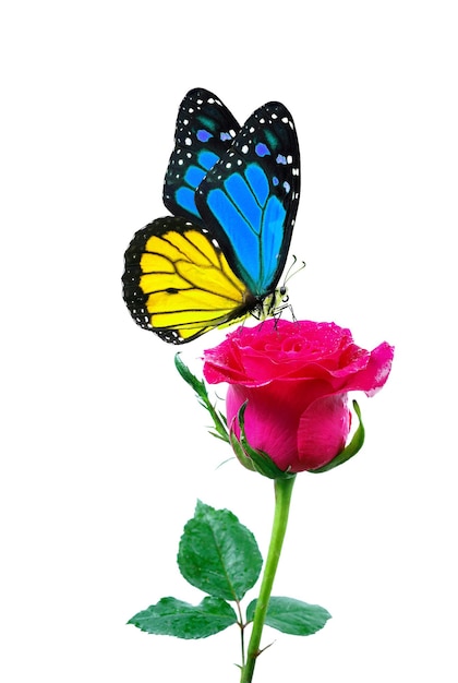 a butterfly and a rose are on a white background