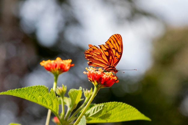 The butterfly's wings are spread wide revealing stunning details