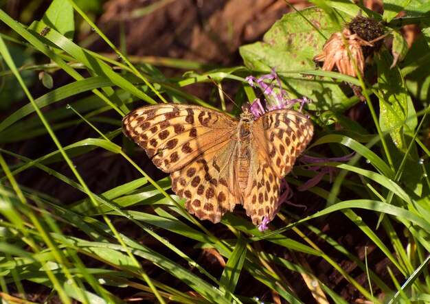 Butterfly Silverwashed Fritillary Argynnis paphia op de bosweg in de ochtend van augustus