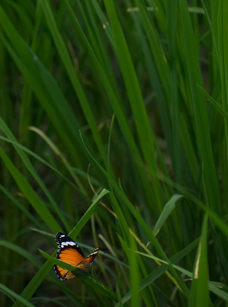 A butterfly sits on a blade of grass in a field of grass.