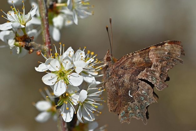 A butterfly sits on a branch with white flowers.