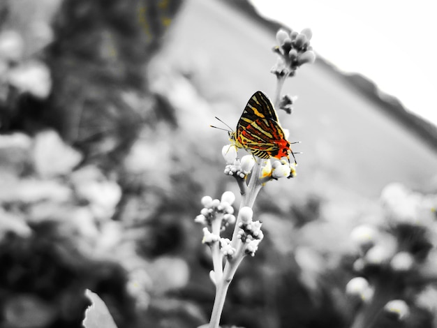 Photo a butterfly sits on a flower in black and white.