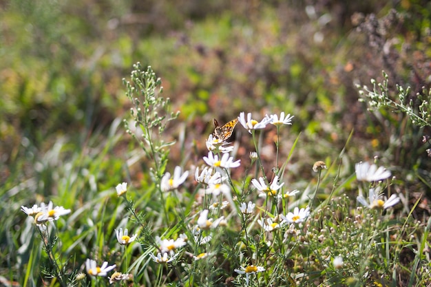 butterfly sits on a flower. flower camomile Spring .