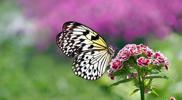 A butterfly sits on a flower in front of a purple background.