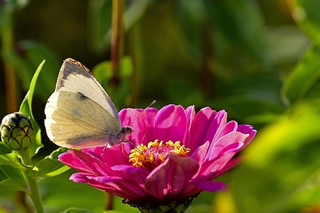Бабочка сидит на цветке в саду.